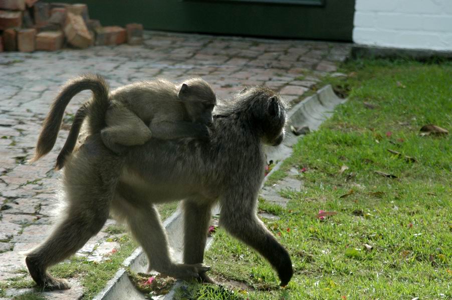 Baboons