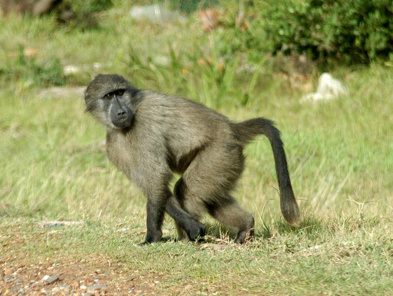 Baboon