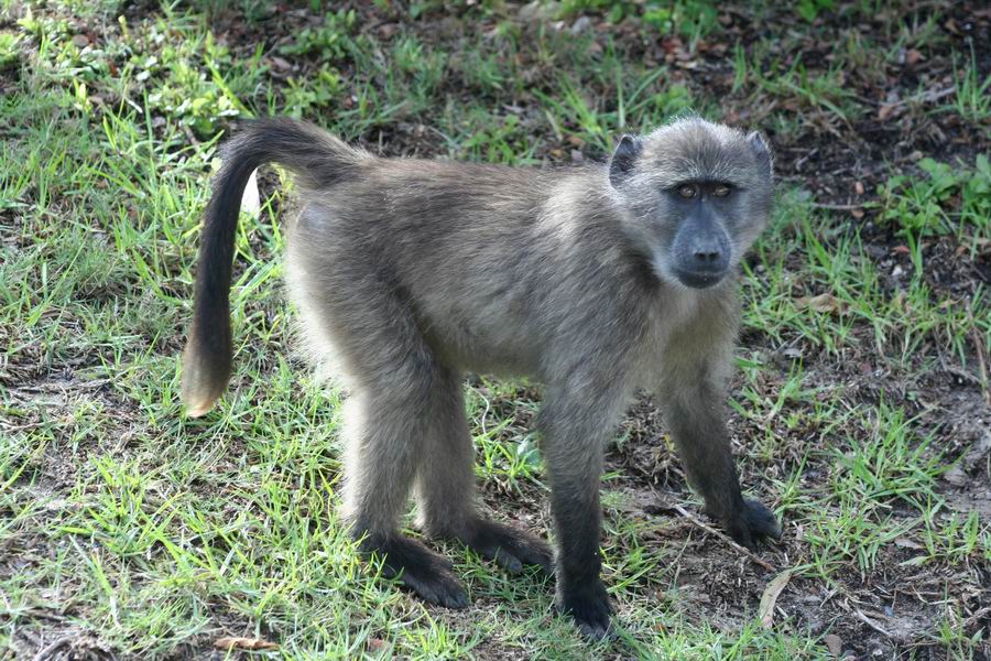 Baboon