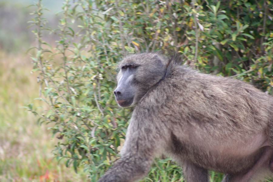 Baboon at the Visitors' Center