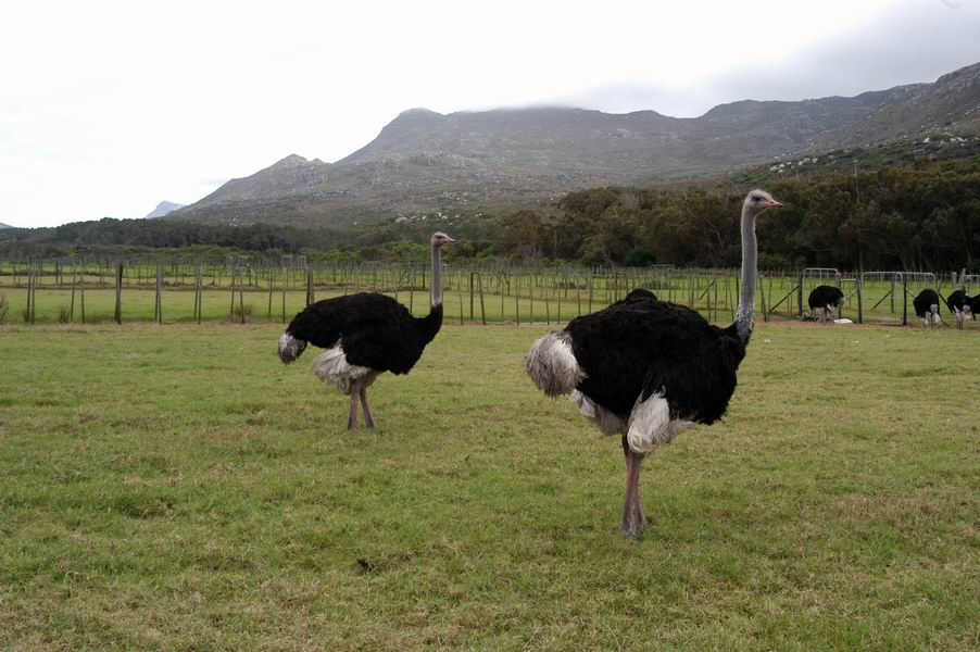 Ostriches