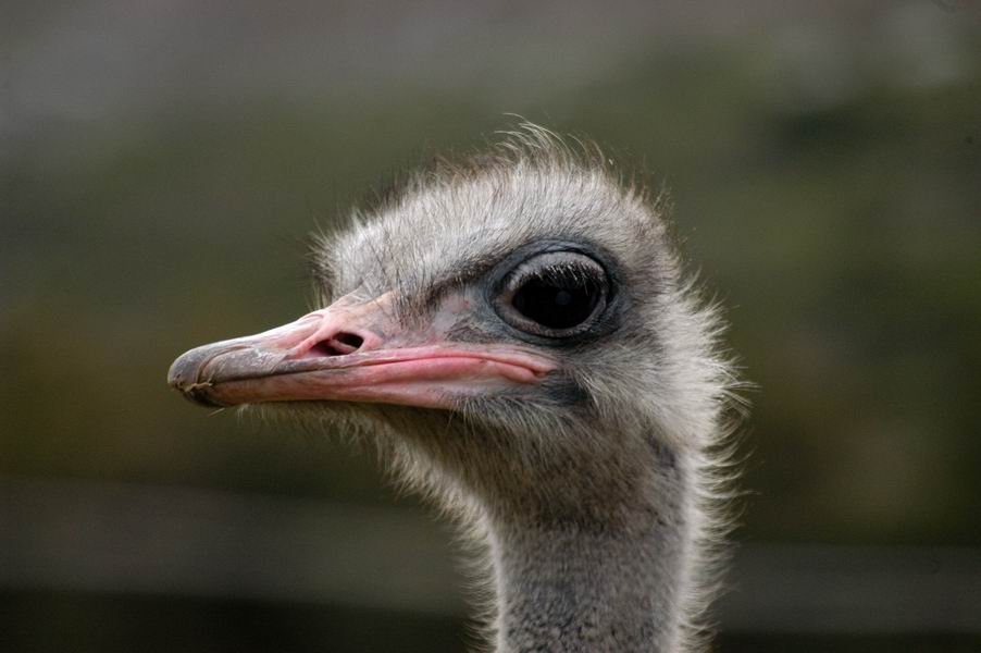 Ostrich