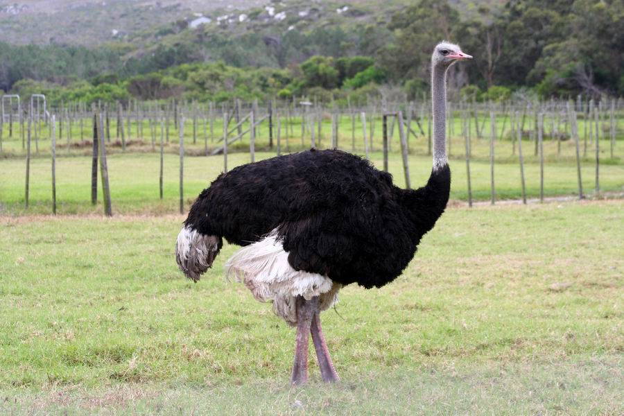 Ostrich