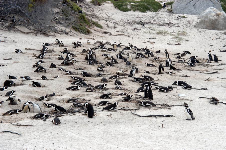 Penguin Colony