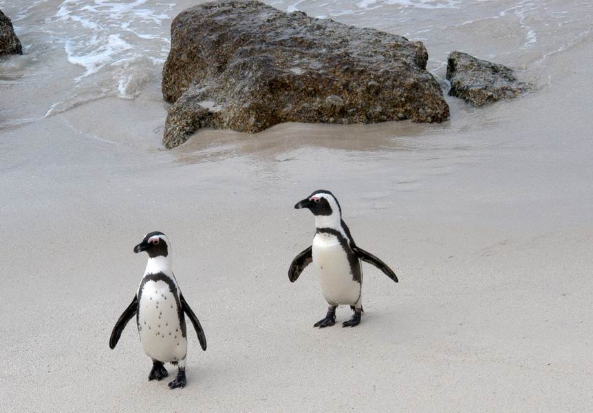 Penguin Parents coming back to the beach