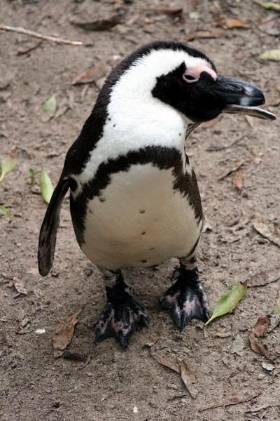 Penguin