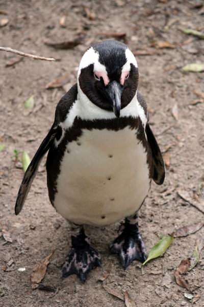 Penguin