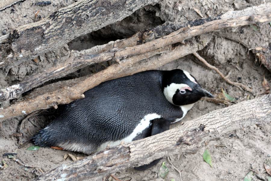 Penguin