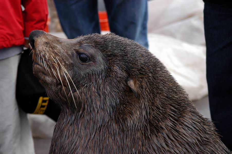 Cape Seal