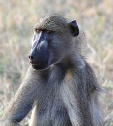 Baboon