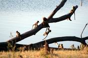 Baboons on the Jungle Gym