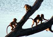 Baboons on the Jungle Gym