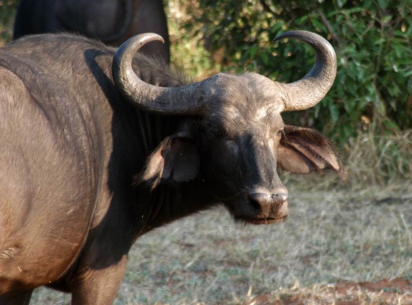 Cape Buffalo