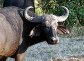 Cape Buffalo