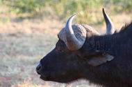 Cape Buffalo