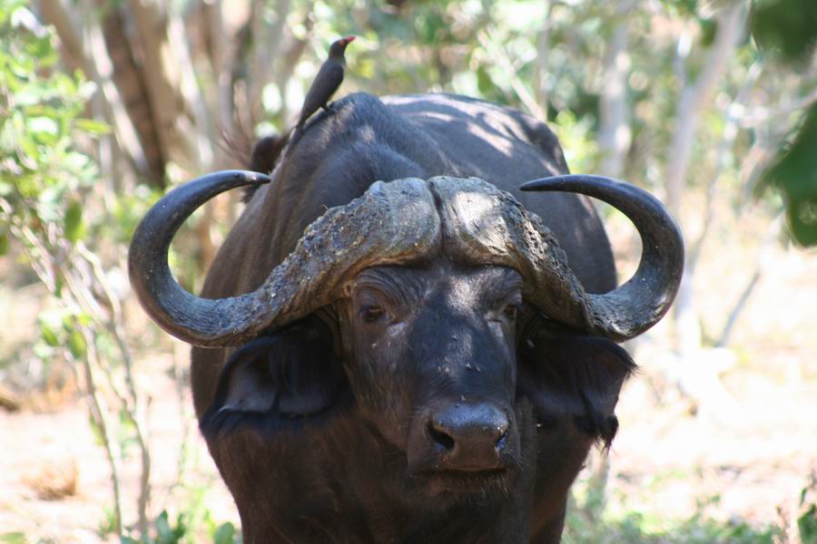 Cape Buffalo