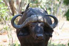 Cape Buffalo