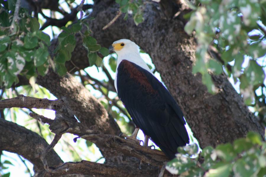 Fish Eagle