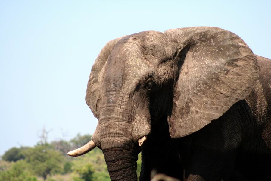 Bull elephant
