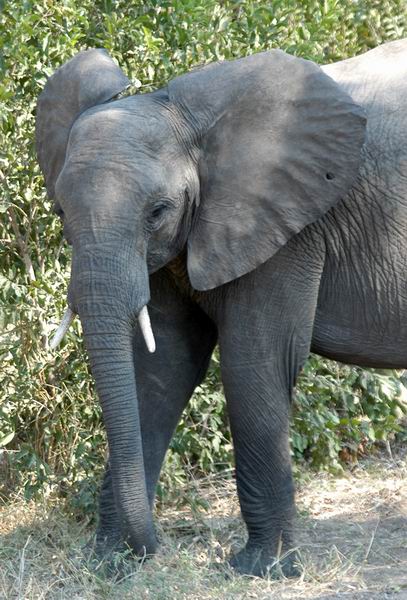 Elephant