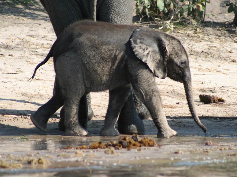 Baby Elephant