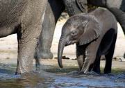 Baby Elephant