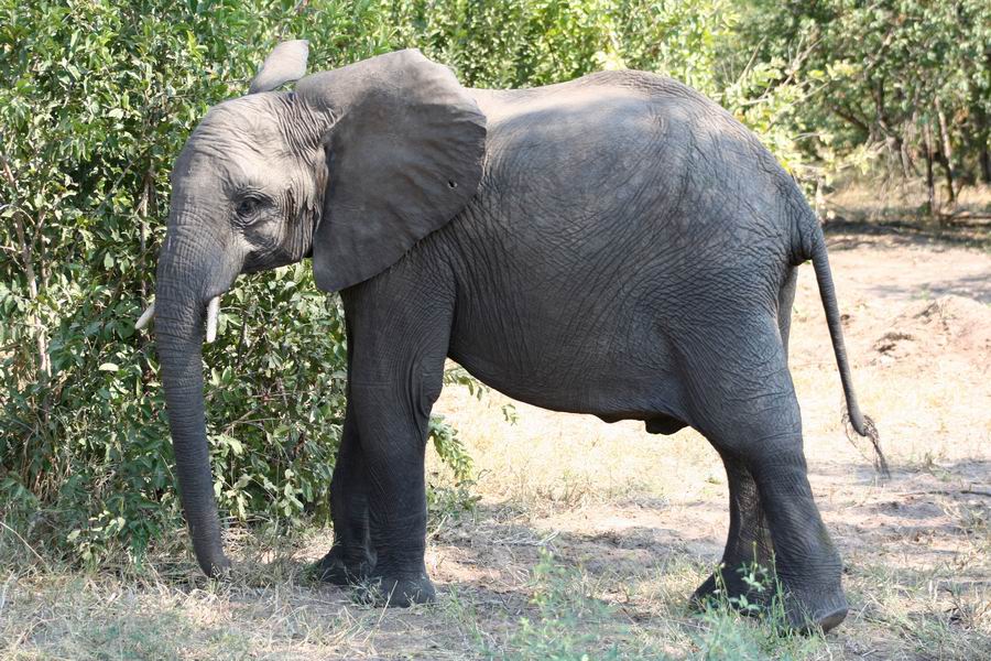 Elephant