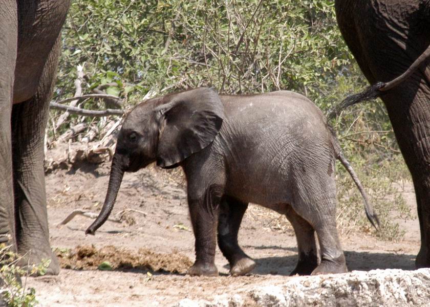 Baby Elephant