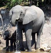 Thirsty mama and baby