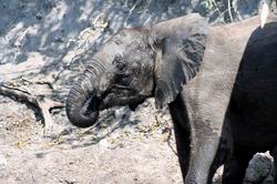 Youngster drinking