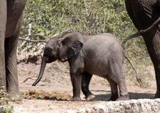 Baby Elephant