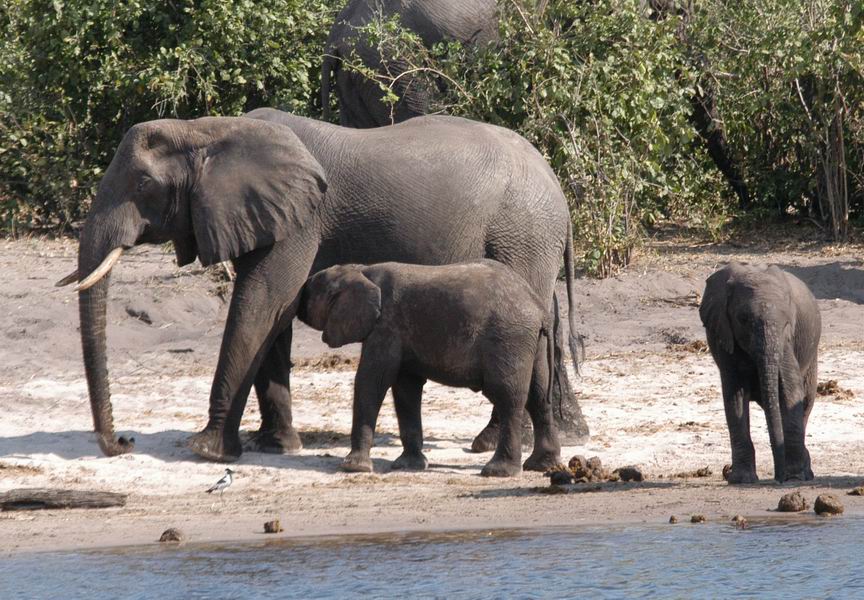 Lunchtime on the Chobe