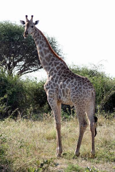 Giraffe