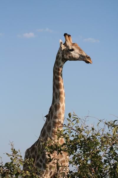 Giraffe