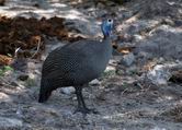 Guineafowl