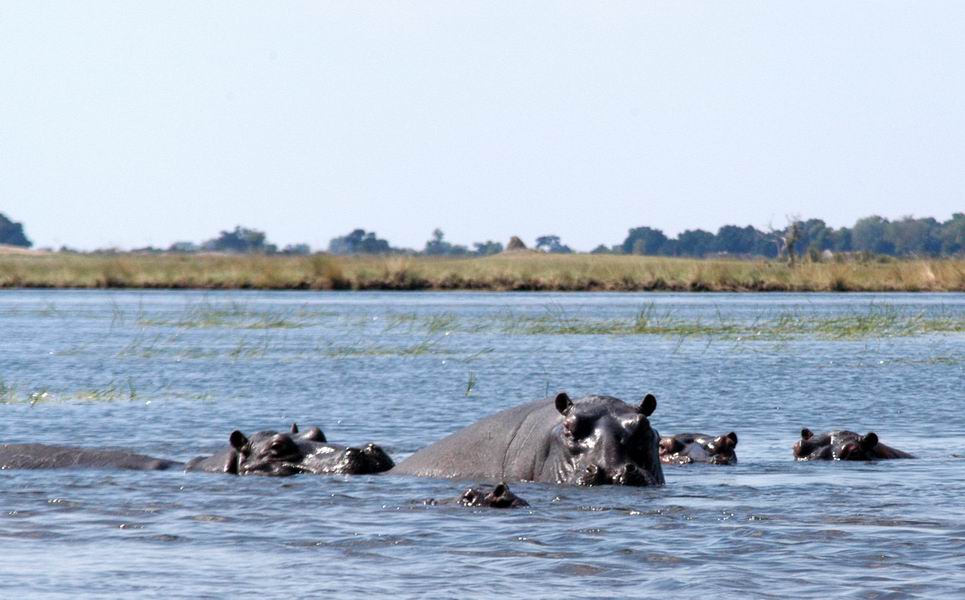 Hippos