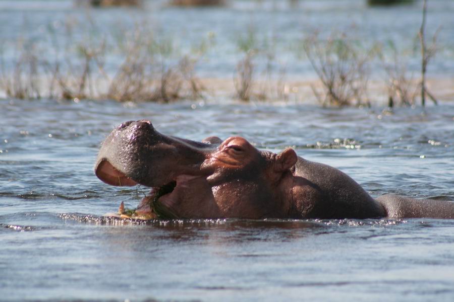 Hippo