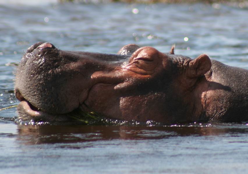 Hippo