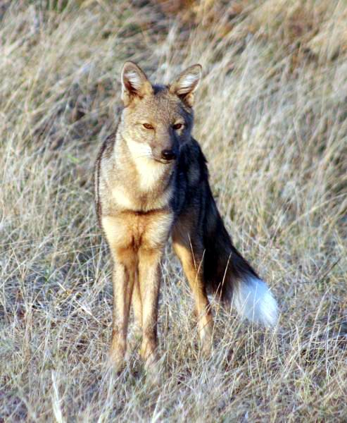 Side-Striped Jackal