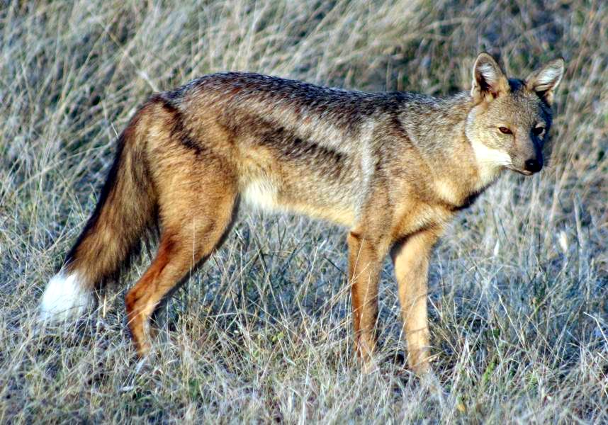 Side-Striped Jackal