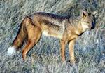 Side Striped Jackal