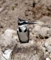 Kingfisher