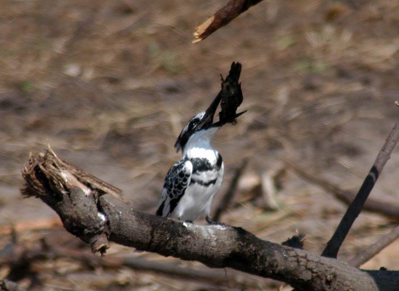 Kingfisher tenderizing his meal