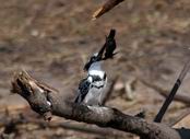 Kingfisher tenderizing his meal