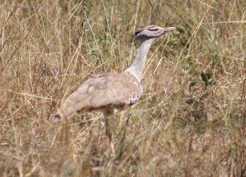 Kori Bustard