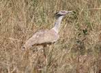 Kori Bustard