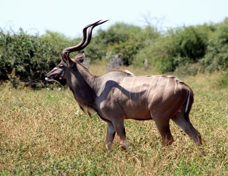 Male kudu