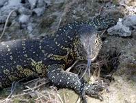 Water Monitor