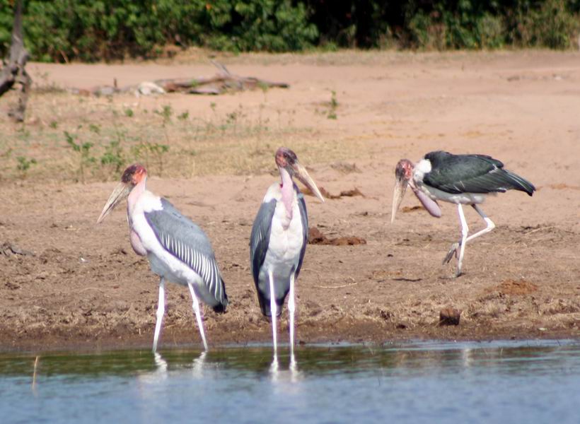 Marabou Storks