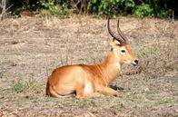 Puku buck